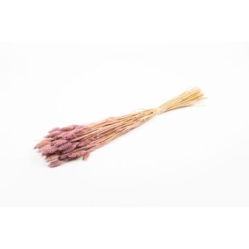 Erba secca Phalaris BRAGILA, mazzo, viola, 50-75 cm, Ø 12 cm