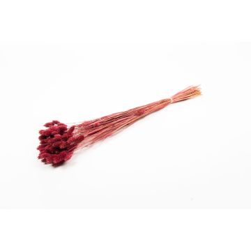 Erba secca Phalaris BRAGILA, mazzo, rosso bordeaux, 50-75 cm, Ø 12 cm