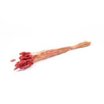 Erba secca Phalaris, mazzo, rosa antico, 50-75 cm, Ø 12 cm