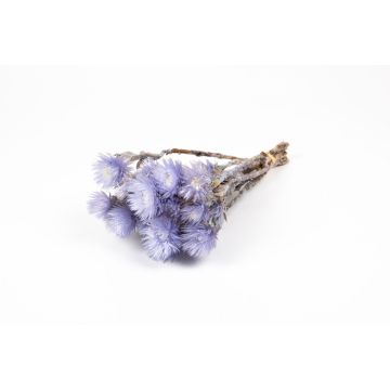 Mazzo di fiori secchi BIBIANA, viola, 30-40 cm, Ø 15 cm Mazzo di fiori secchi BIBIANA, viola, 30-40 cm, Ø 15 cm