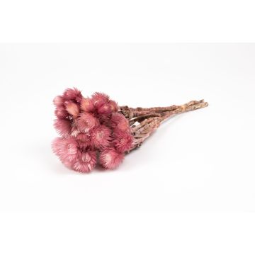 Mazzo di fiori secchi BIBIANA, erica, 30-40 cm, Ø 15 cm Mazzo di fiori secchi BIBIANA, erica, 30-40 cm, Ø 15 cm