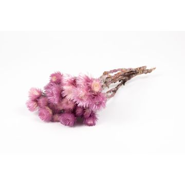 Mazzo di fiori secchi BIBIANA, lilla chiaro, 30-40 cm, Ø 15 cm Mazzo di fiori secchi BIBIANA, lilla chiaro, 30-40 cm, Ø 15 cm