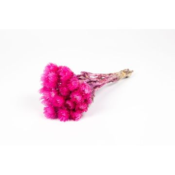 Mazzo di fiori secchi BIBIANA, rosa, 30-40 cm, Ø 15 cm Mazzo di fiori secchi BIBIANA, rosa, 30-40 cm, Ø 15 cm