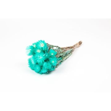 Mazzo secco di fiori di paglia BIBIANA, turchese, 30-40 cm, Ø 15 cm Mazzo secco di fiori di paglia BIBIANA, turchese, 30-40 cm, Ø 15 cm