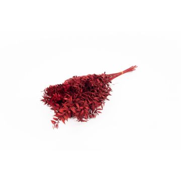 Ramo secco di Ruscus AGNIATA, rosso, 70-75 cm, Ø 17 cm
