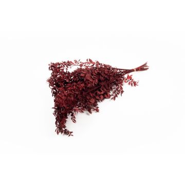 Ramo secco di Ruscus AGNIATA, rosso bordeaux, 70-75 cm, Ø 17 cm