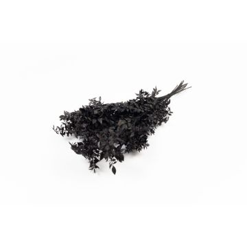 Ramo secco di Ruscus AGNIATA, nero, 70-75 cm, Ø 17 cm