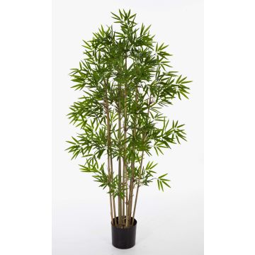 Bambù artificiale YAN, canne di bambù naturali, 170 cm Bambù artificiale YAN, canne di bambù naturali, 170 cm