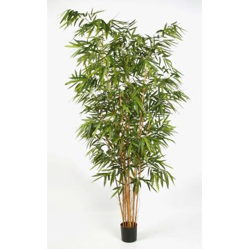 Pianta decorativa in bambù FUDO, fusti naturali, 240 cm Pianta decorativa in bambù FUDO, fusti naturali, 240 cm
