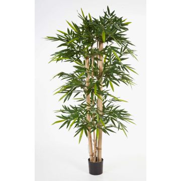 Bambù artificiale KISHO, canne di bambù vero, 180 cm