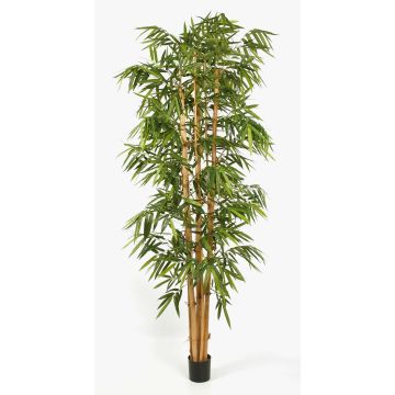 Albero decorativo in bambù KIYOSHI, canne di bambù vero, 300 cm Albero decorativo in bambù KIYOSHI, canne di bambù vero, 300 cm