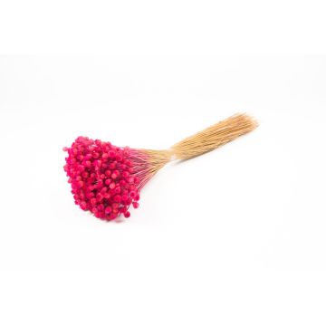 Girasole mediterraneo essiccato AKALITI, mazzo, rosa acceso, 40-55 cm, Ø 11 cm