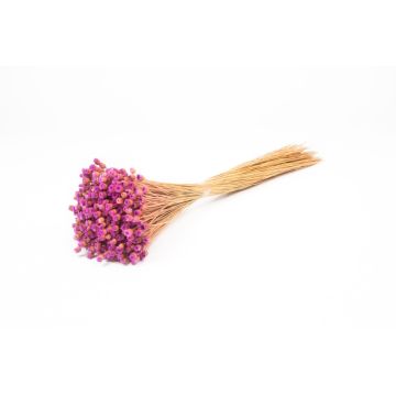 Fiore di paglia mediterraneo essiccato AKALITI, mazzo, viola-giallo, 40-55 cm, Ø 11 cm