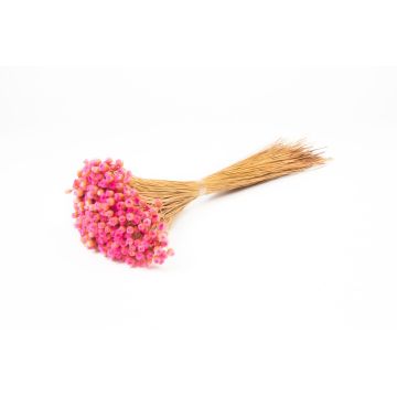 Girasole mediterraneo essiccato AKALITI, mazzo, rosa, 40-55 cm, Ø 11 cm