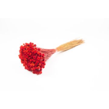 Fiore di paglia mediterraneo essiccato AKALITI, bouquet, rosso, 40-55 cm, Ø 11 cm