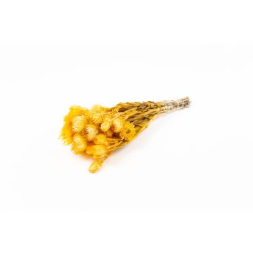 Mazzo di fiori secchi BIBIANA, arancione, 30-40 cm, Ø 15 cm Mazzo di fiori secchi BIBIANA, arancione, 30-40 cm, Ø 15 cm