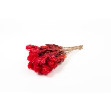 Mazzo di fiori secchi BIBIANA, rosso, 30-40 cm, Ø 15 cm Mazzo di fiori secchi BIBIANA, rosso, 30-40 cm, Ø 15 cm