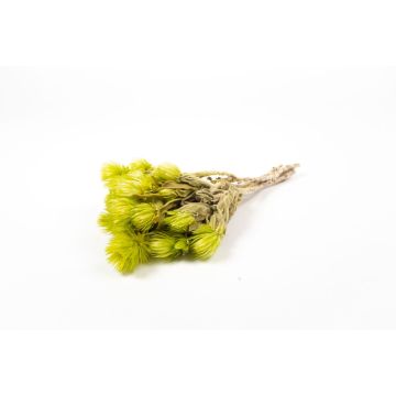 Mazzo secco di fiori di paglia BIBIANA, verde chiaro, 30-40 cm, Ø 15 cm Mazzo secco di fiori di paglia BIBIANA, verde chiaro, 30-40 cm, Ø 15 cm