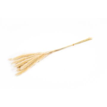 Mazzo di erba della pampa essiccata ANAHITA, naturale, 60 cm, Ø 8 cm