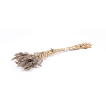 Erba secca BORKA, mazzo di Lagurus, grigio, 55-75cm, Ø12cm Erba secca BORKA, mazzo di Lagurus, grigio, 55-75cm, Ø12cm