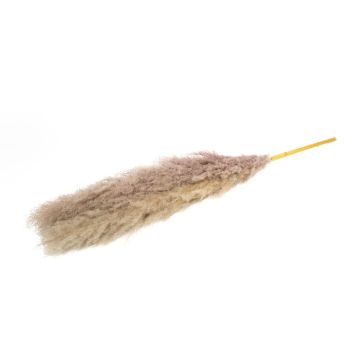 Erba della pampa essiccata ANIAMI, grigio-beige, 130-140 cm, Ø 20 cm Erba della pampa essiccata ANIAMI, grigio-beige, 130-140 cm, Ø 20 cm