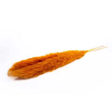 Erba della pampa essiccata ANIAMI, arancione, 130-140 cm, Ø 20 cm Erba della pampa essiccata ANIAMI, arancione, 130-140 cm, Ø 20 cm
