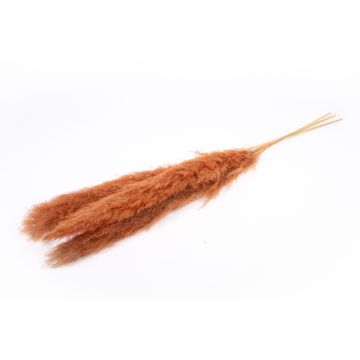 Erba della pampa essiccata ANIAMI, color terracotta, 130-140 cm, Ø 20 cm Erba della pampa essiccata ANIAMI, color terracotta, 130-140 cm, Ø 20 cm
