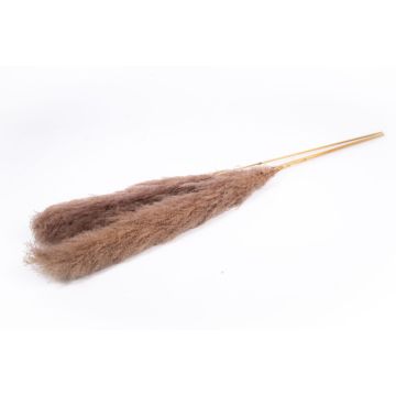 Erba della pampa essiccata ANIAMI, grigio-marrone, 130-140 cm, Ø 20 cm