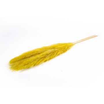 Erba della pampa essiccata ANIAMI, gialla, 130-140 cm, Ø 20 cm Erba della pampa essiccata ANIAMI, gialla, 130-140 cm, Ø 20 cm
