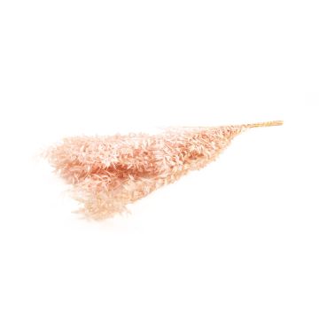 Rami secchi di ruscus AGNIATA, rosa chiaro, 70-75 cm, Ø 17 cm