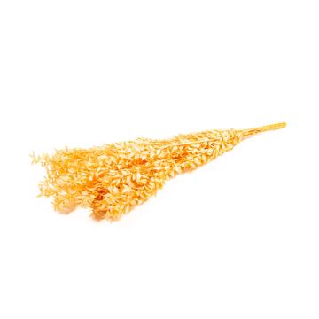 Rami secchi di Ruscus AGNIATA, color pesca, 70-75 cm, Ø 17 cm Rami secchi di Ruscus AGNIATA, color pesca, 70-75 cm, Ø 17 cm