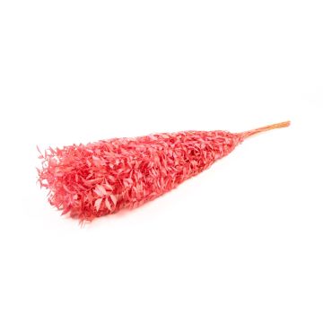 Ramo secco di Ruscus AGNIATA, rosa, 70-75 cm, Ø 17 cm