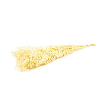 Ramo secco di Ruscus AGNIATA, beige, 70-75 cm, Ø 17 cm
