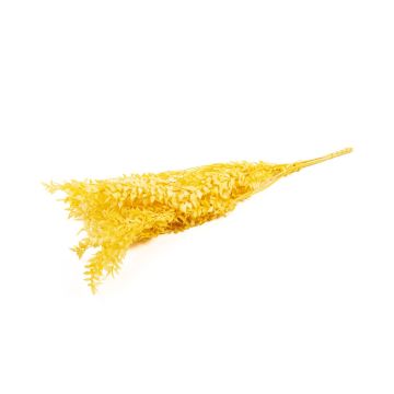 Ramo secco di Ruscus AGNIATA, giallo, 70-75 cm, Ø 17 cm