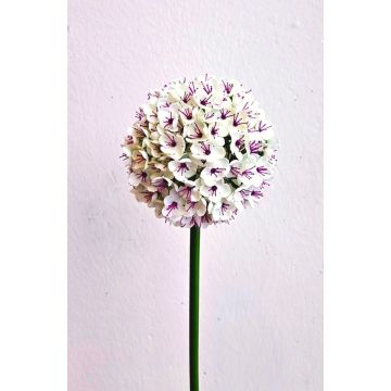 Fiore artificiale Allium LOKJAN, bianco-viola, 70 cm Fiore artificiale Allium LOKJAN, bianco-viola, 70 cm