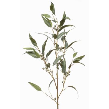 Ramo decorativo di eucalipto JURKA con frutti, verde-grigio, 115 cm Ramo decorativo di eucalipto JURKA con frutti, verde-grigio, 115 cm