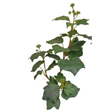 Ramo di edera artificiale TOYAH con frutti, verde, 65 cm Ramo di edera artificiale TOYAH con frutti, verde, 65 cm