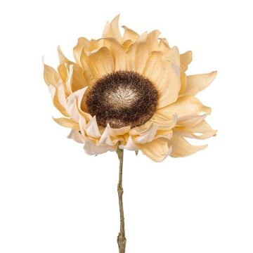 Fiore artificiale di girasole CRUFT, effetto secco, color crema, 60cm