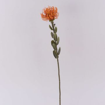 Fiore decorativo cuscino porta spilli Protea URMINE, effetto secco, arancione, 60 cm, Ø 9 cm Fiore decorativo cuscino porta spilli Protea URMINE, effetto secco, arancione, 60 cm, Ø 9 cm