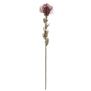 Fiore decorativo a forma di puntaspilli Protea URMINE, effetto secco, rosso bordeaux, 60 cm, Ø 9 cm Fiore decorativo a forma di puntaspilli Protea URMINE, effetto secco, rosso bordeaux, 60 cm, Ø 9 cm