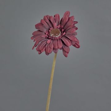 Fiore decorativo Gerbera TUNGUSKA, effetto secco, rosso bordeaux, 55 cm, Ø 11 cm Fiore decorativo Gerbera TUNGUSKA, effetto secco, rosso bordeaux, 55 cm, Ø 11 cm
