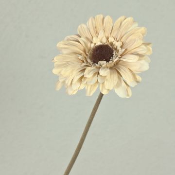 Fiore decorativo Gerbera TUNGUSKA, effetto secco, crema-beige, 55 cm, Ø 11 cm