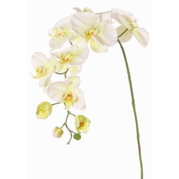 Ramo fiorito artificiale di orchidea Phalaenopsis WESA, bianco-verde, 90 cm, Ø 11-12,5 cm Ramo fiorito artificiale di orchidea Phalaenopsis WESA, bianco-verde, 90 cm, Ø 11-12,5 cm