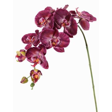 Ramo fiorito artificiale di orchidea Phalaenopsis WESA, viola scuro-bianco, 90 cm, Ø 11-12,5 cm Ramo fiorito artificiale di orchidea Phalaenopsis WESA, viola scuro-bianco, 90 cm, Ø 11-12,5 cm