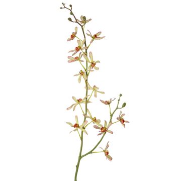 Ramo di fiori artificiali, orchidea Cattleya TRASSA, verde chiaro-rosso, 80 cm, Ø 4-8 cm Ramo di fiori artificiali, orchidea Cattleya TRASSA, verde chiaro-rosso, 80 cm, Ø 4-8 cm