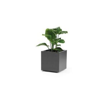 Vaso da fiori quadrato NASTASJA in plastica riciclata, con serbatoio d’acqua, rotelle, antracite, 39,5x39,5x38 cm, 35 L Vaso da fiori quadrato NASTASJA in plastica riciclata, con serbatoio d’acqua, rotelle, antracite, 39,5x39,5x38 cm, 35 L