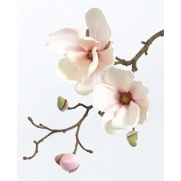 Magnolia decorativa MALBINE, bianco-rosa, 50cm, Ø6-10cm