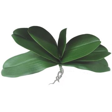 Foglie decorative di orchidea Phalaenopsis PRIMALA, radice aerea, 21x29 cm Foglie decorative di orchidea Phalaenopsis PRIMALA, radice aerea, 21x29 cm