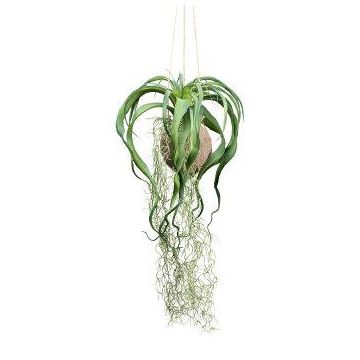 Composizione decorativa con tillandsia GRISPU in noce di cocco, verde, 65 cm Composizione decorativa con tillandsia GRISPU in noce di cocco, verde, 65 cm