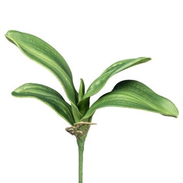 Foglie decorative di orchidea Phalaenopsis CRILMER, bastoncino, radici aeree, 30 cm Foglie decorative di orchidea Phalaenopsis CRILMER, bastoncino, radici aeree, 30 cm